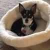 Looking to breed my (no registration) chihuahua