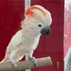 Mullikan Cockatoo