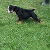 Olde English bulldogs