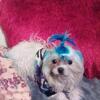 YTeacup 1 boy Maltese puppies