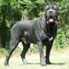 IMPORT CANE CORSO UP FOR STUD - MAJOR