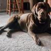 Looking English Chocolate Labrador AKC stud