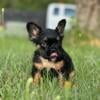 Fluffy black tan female Frenchie