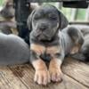 Cane Corso Puppies Available 