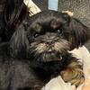 Shihtzu proven male black and tan