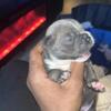 Pups for sale
