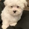 CKC Registered Baby boy Maltese 