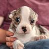 Two male bo chi Merle cute reduced!!