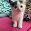 Half Persian Kittens