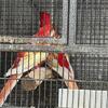 Rosella parrots parakeet