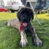 AKC English Mastiff pups