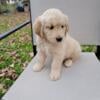 Golden Retriever puppies. AKC registered 