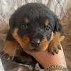 Big chunky litter of 3 Rottweiler puppies
