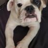 Rehoming my adorable English Bulldog