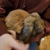 FREE TO GOOD HOME HOLLAND LOP BUCK