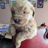 Goldendoodles