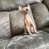 Male Sphynx Kitten🍓