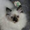 Ragdoll kittens TICA registered