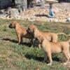 Muscle-Mastiff Puppies