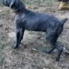 Blue brindle cane corso puppy 