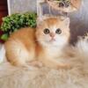 NEW!!!! Elite British kitten from Europe with excellent pedigree, male. Boris