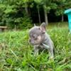 Beautiful puppies! Cream, Lilac w/tan and Blue w/tan in East TN