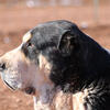 Alabai | Central Asian Shepherd Dog at Stud