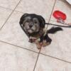 So sweet Male Shorkie (shih tzu/Yorkie) puppy rehoming