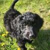 Golden Lab Poodle mix