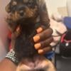 Looking for forever homes for yorkie puppies