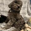 Bandit the goldendoodle pupper! SOLD 