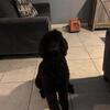Standard black poodle for stud