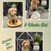 Standard Goldendoodle 1 Male For Sale Reduced