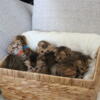 Scottish fold and straight kittens