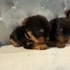 Yorkshire Terriers Beautiful tiny Boys