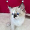 Reserved - Viper TICA Registered Ragdoll Female!