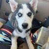 pomsky