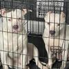 American bully xl mom and son for sale