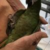 Hahn’s/Severe Macaw Baby
