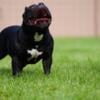 Beautiful Ghost Tri American Bully For Sale