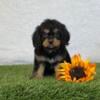 Cavapoo Puppies Available