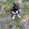 AKC Pomeranian Born April 29 .3 Girls Avail