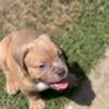 American Bully puppies