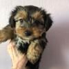 Two female puppy yorkies looking for new home