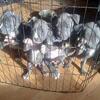 Blue nose boys ready to go ! 