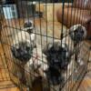 Old English Mastiffs For Sale