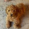 Female mini red F1b goldendoodle puppy from proven lines.