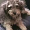 Askinh price is $600 for 8 month old Mini male Bichon frise black/brown/white he is wee-wee pad trained