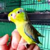 Pacific parrotlets