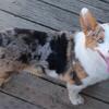 Pembroke Welsh corgi proven Stud..health tested
